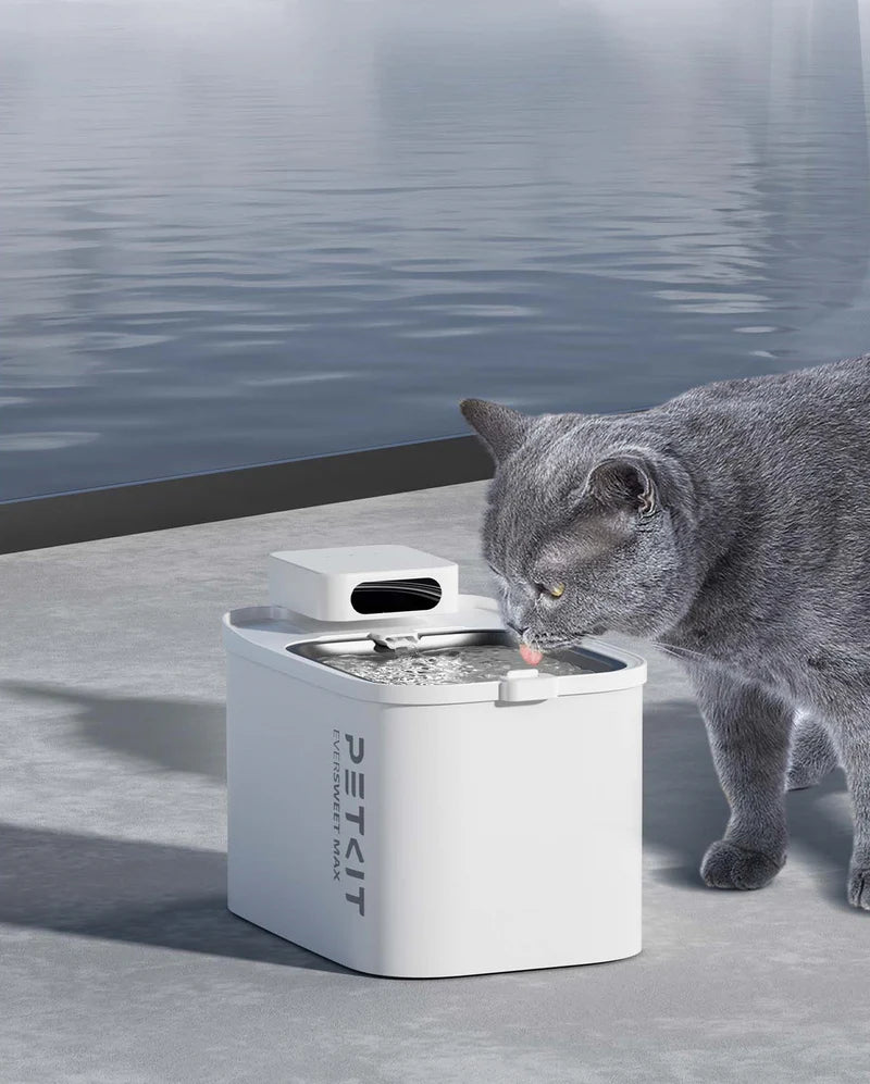 Сива британска котка пие от фонтана PETKIT Eversweet Max на тераса