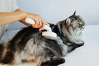 Сресване на дългокосместа сребриста котка, легнала на бяла маса